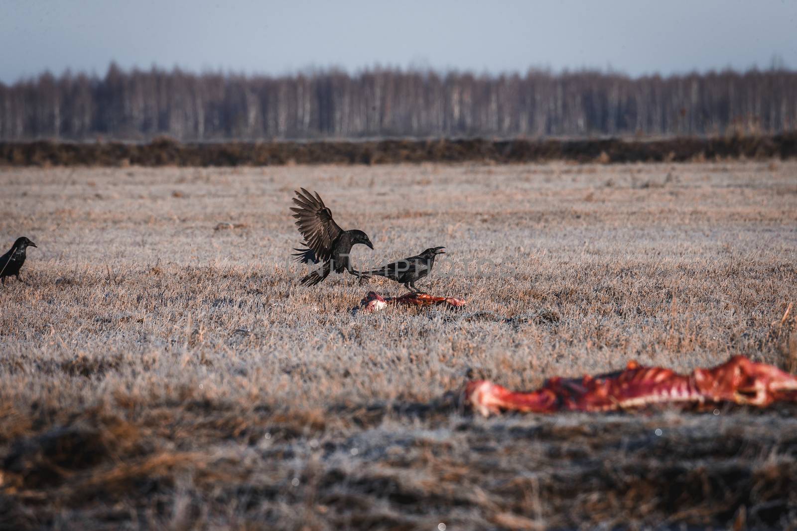 Two Black Crows Eating Carrion on a Field