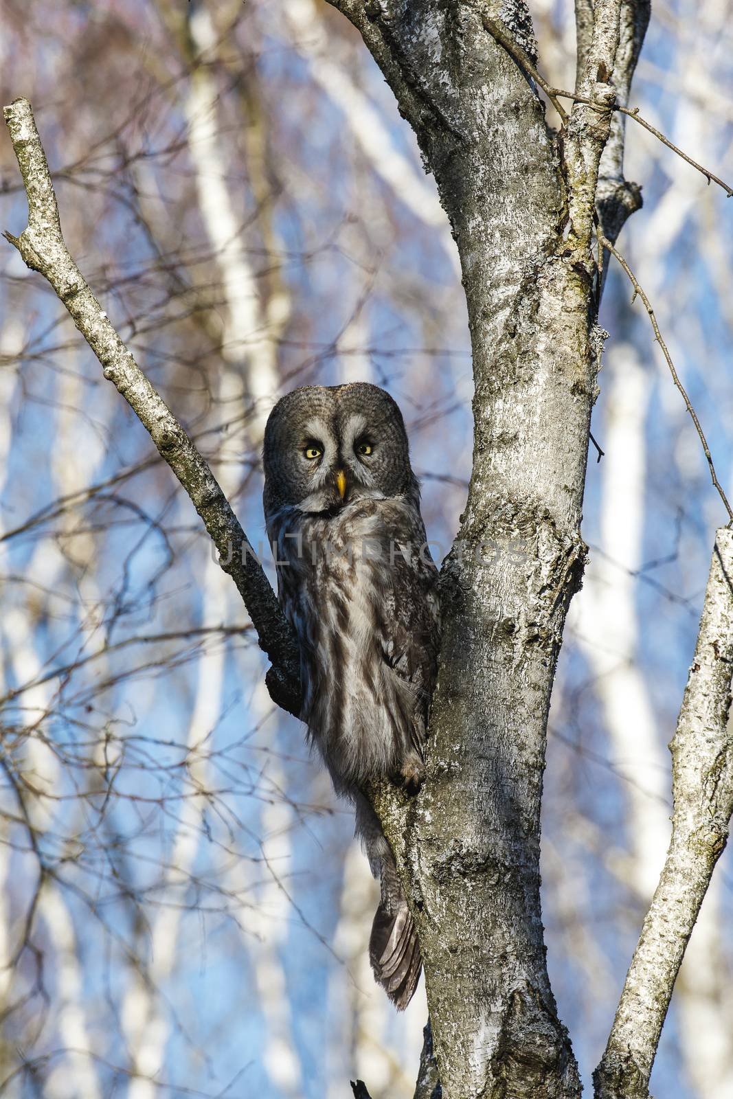 Great Gray Owl sitting on a tree in a spring forest