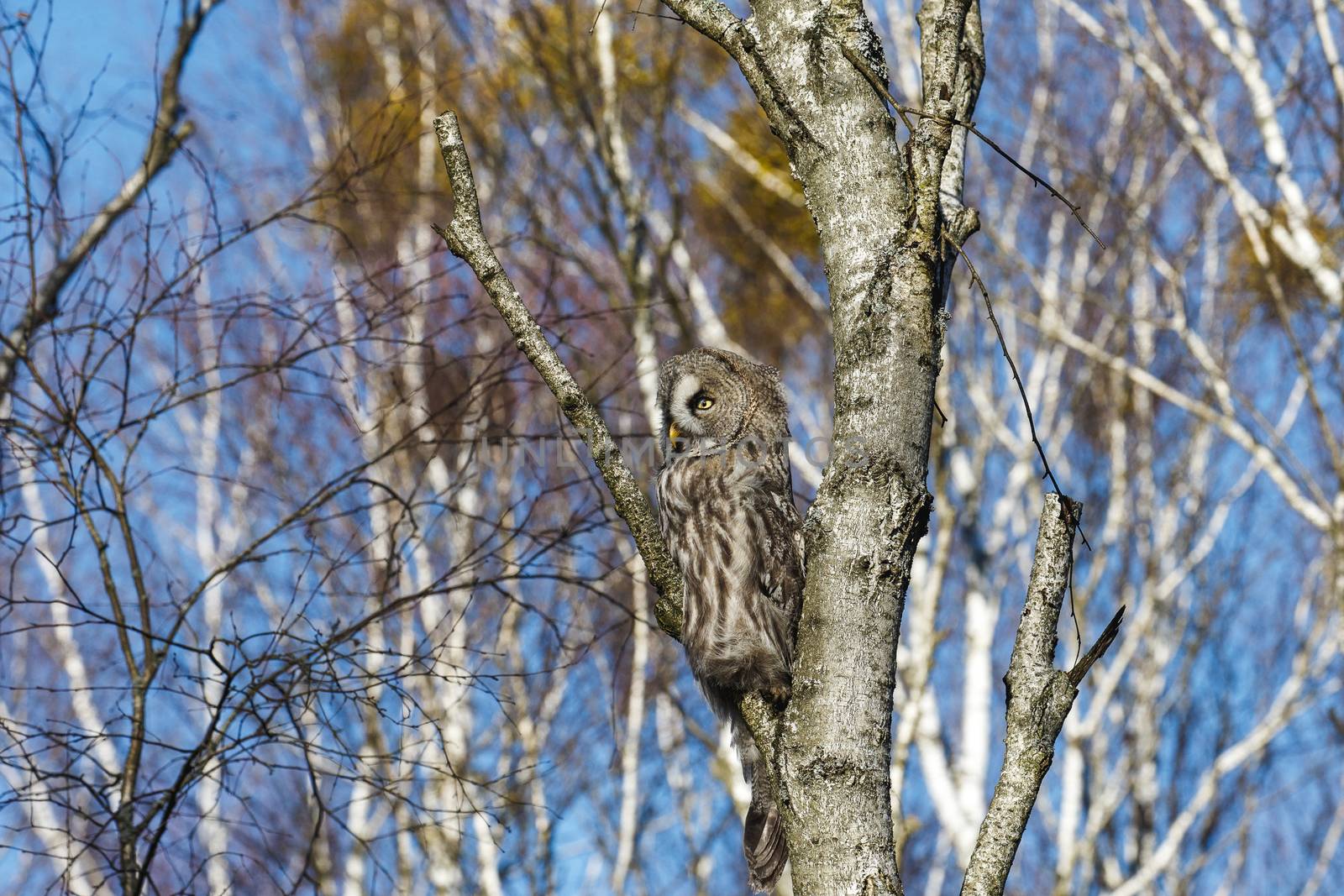 Great Gray Owl sitting on a tree in a spring forest