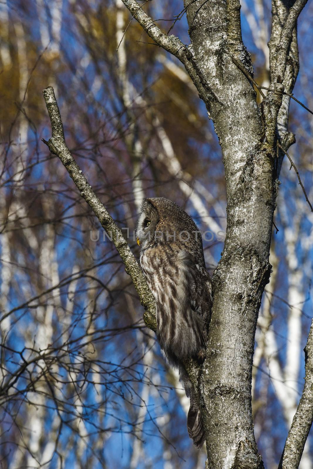 Great Gray Owl sitting on a tree in a spring forest