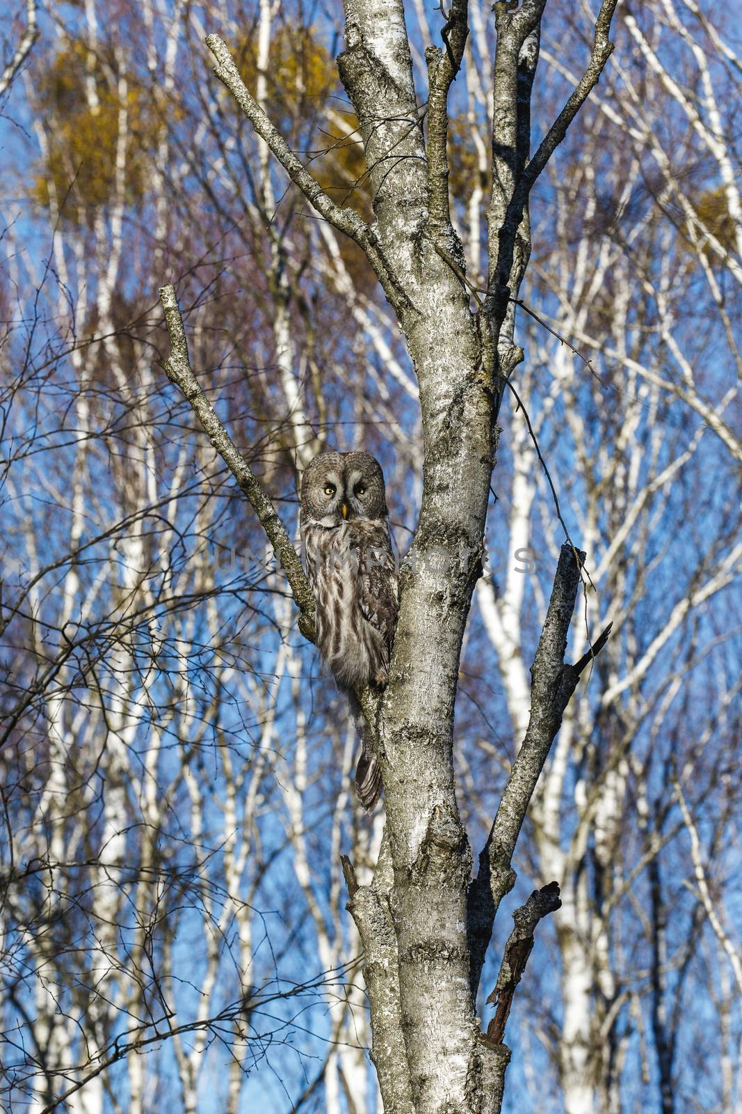 Great Gray Owl by Multipedia