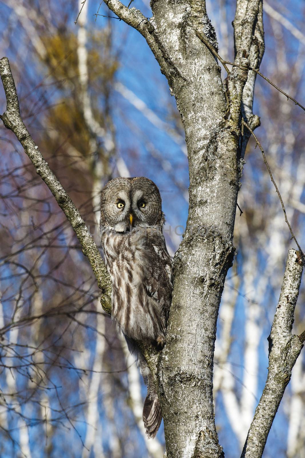 Great Gray Owl sitting on a tree in a spring forest