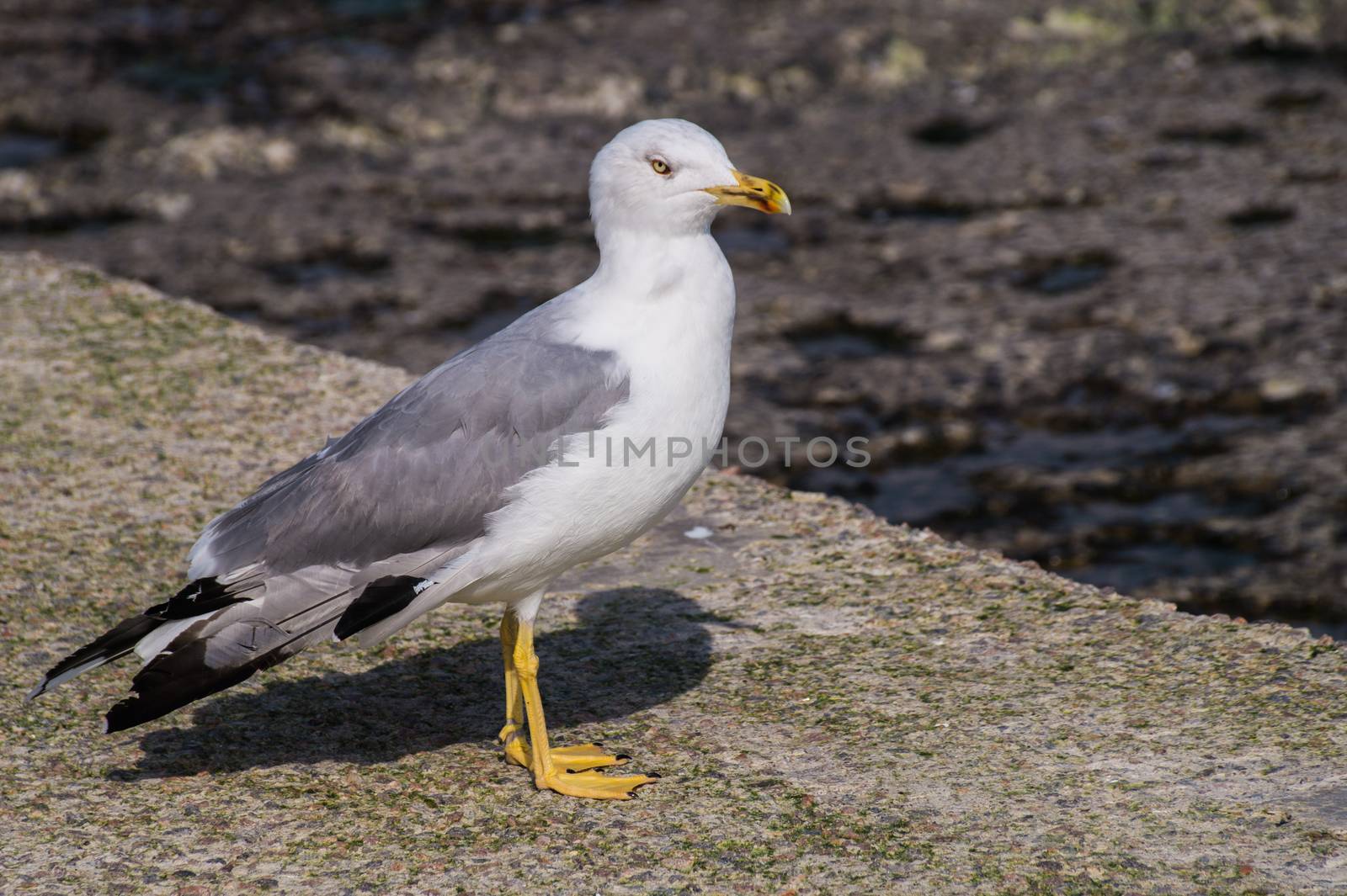 Large bird Larus seagull in a summer day stock photo