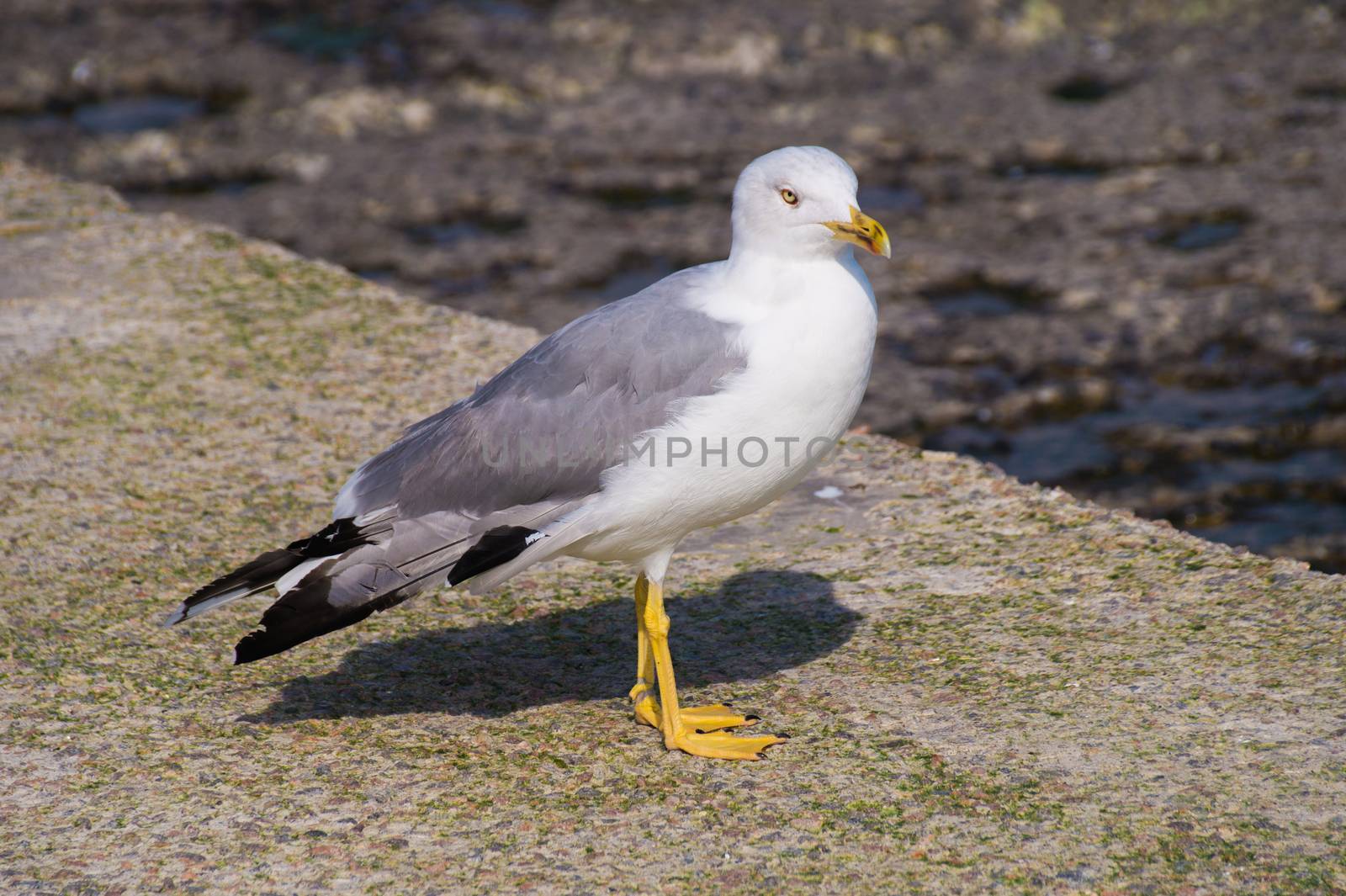 Larus gull in a summer day by Multipedia