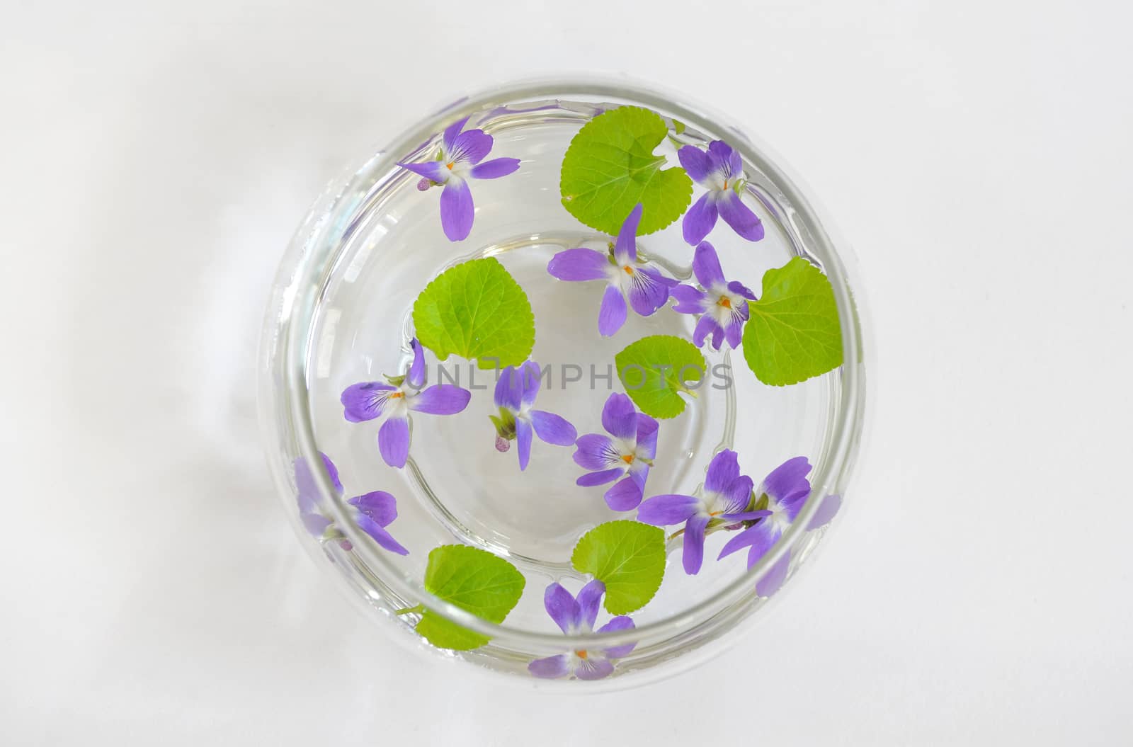 Sweet violet, viola odorata in vase