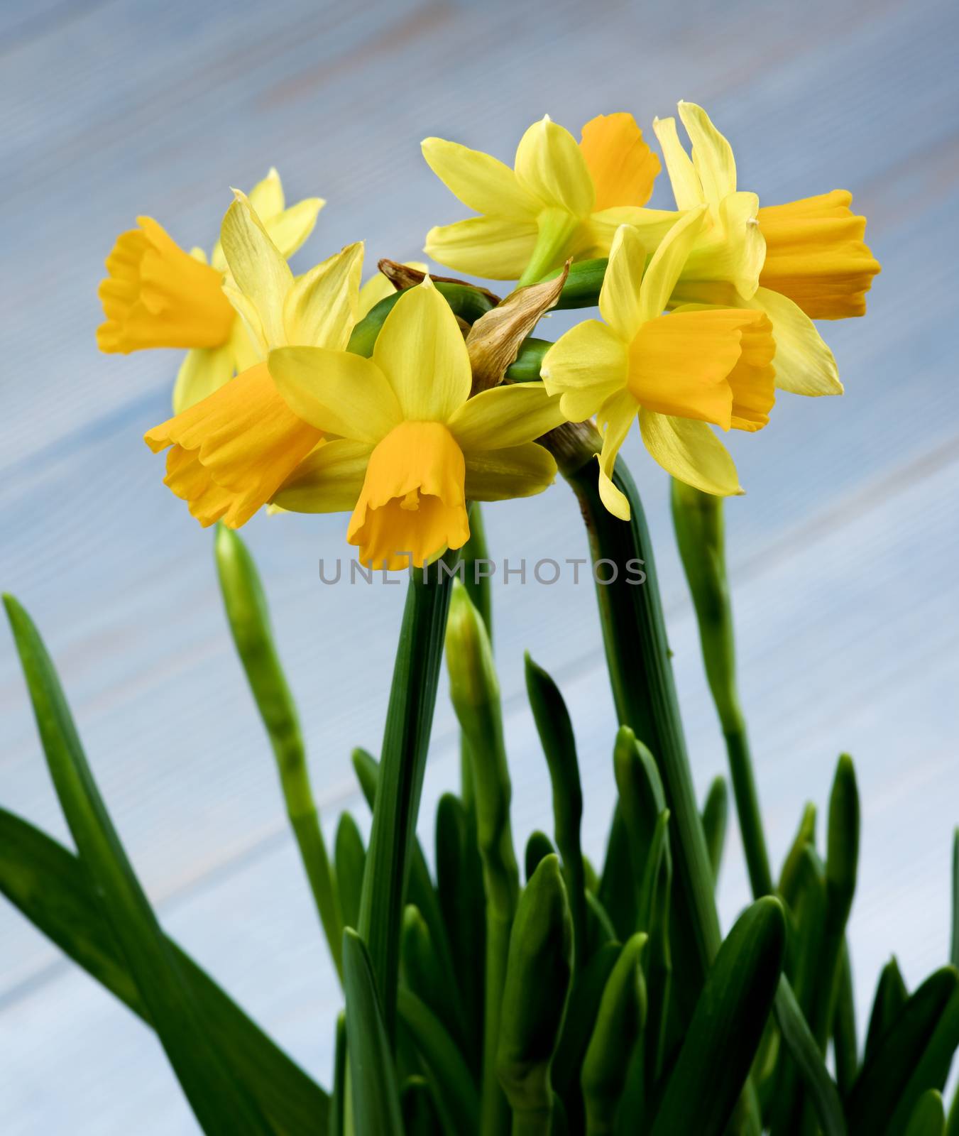 Bunch of Wild Yellow Daffodils with Green Leafs closeup on Blurred Blue background. Focus on Daffodils