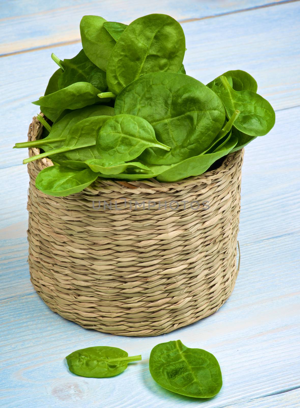 Heap of Small Raw Spinach Leafs in Wicker Cask closeup on Light Blue Wooden background