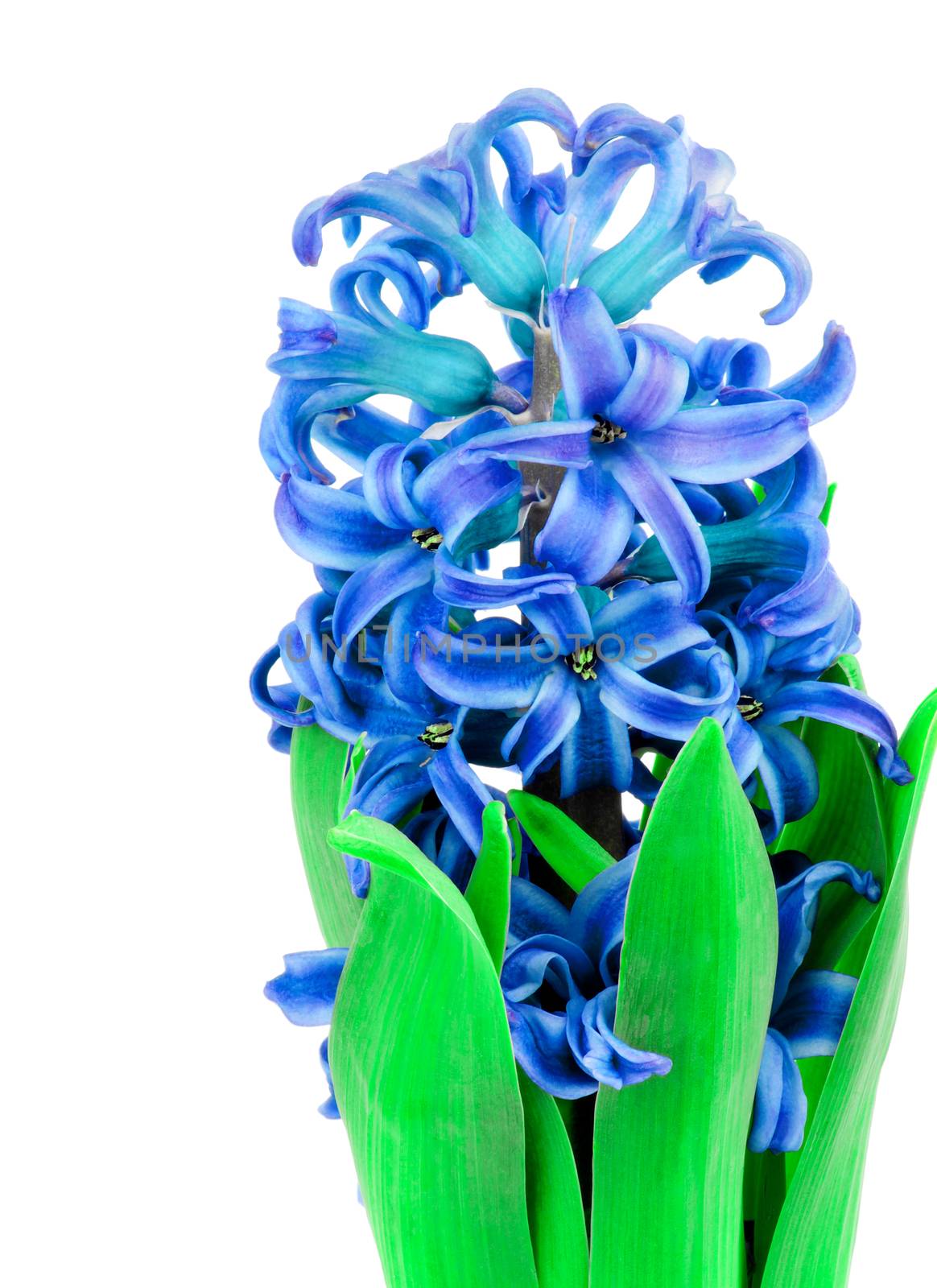 Beauty Blue Hyacinth with Leafs Isolated on White background