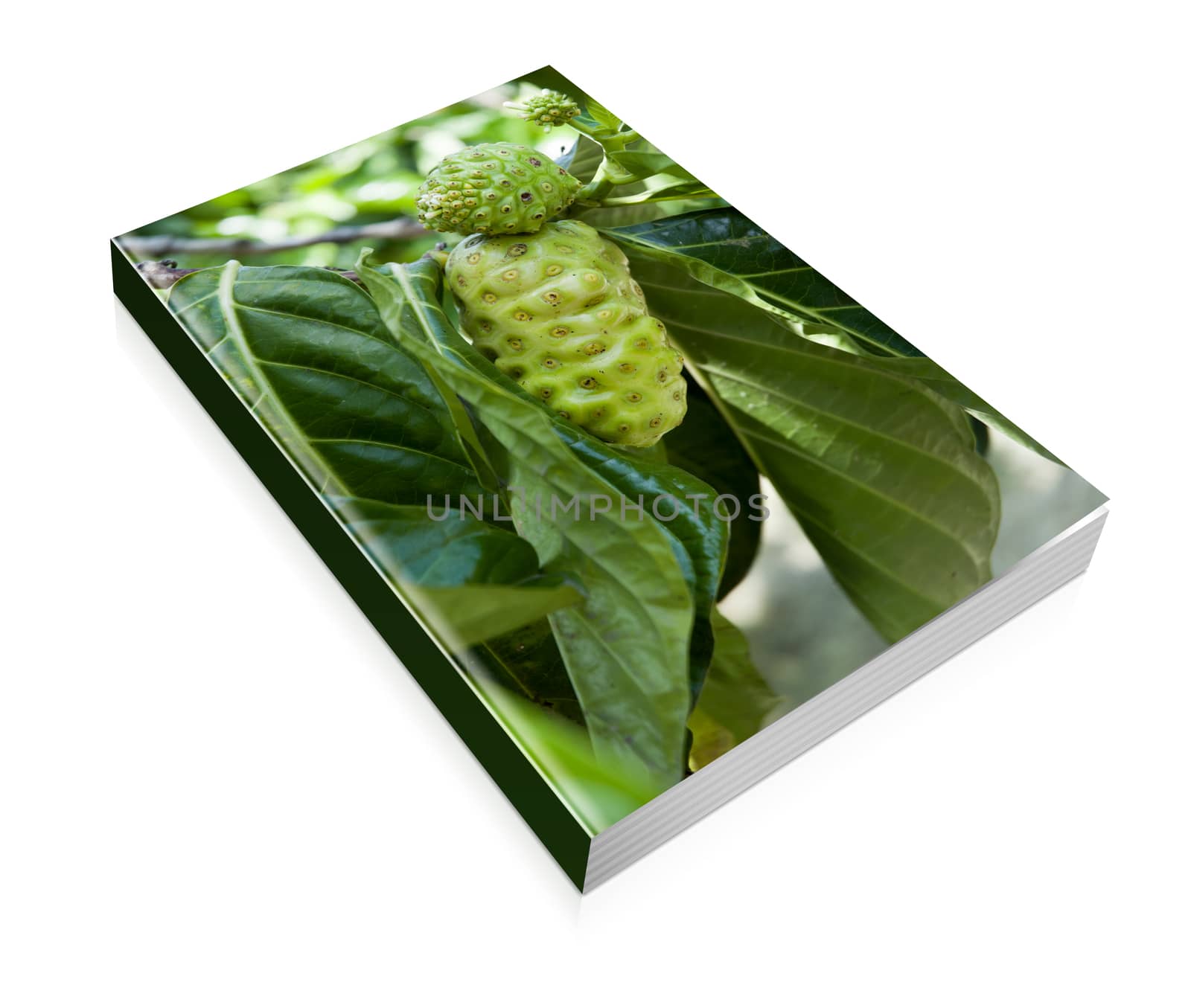 book of some noni fruit on the tree