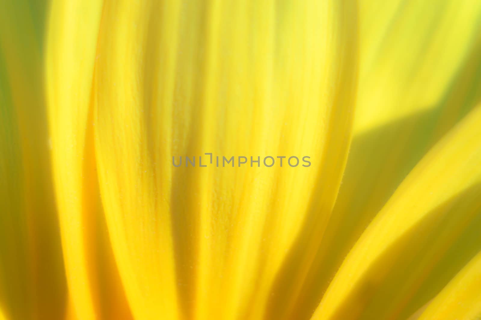 flowers as a colorful background, macro photo, nature series