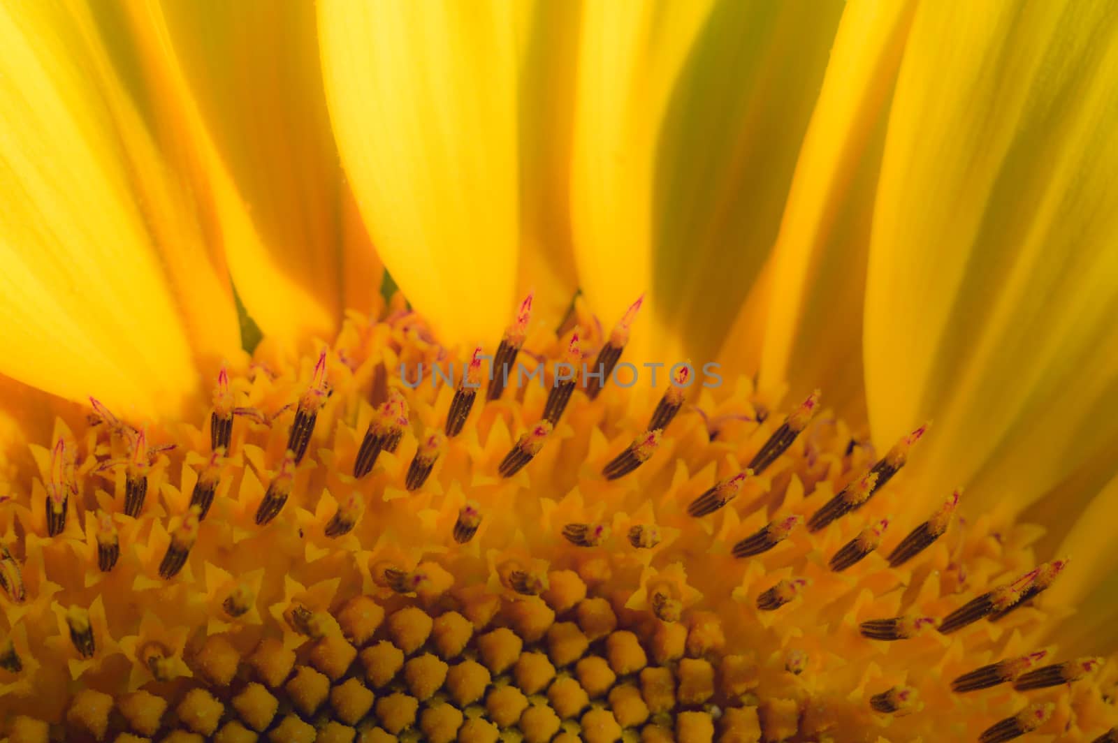 flowers as a colorful background, macro photo, nature series