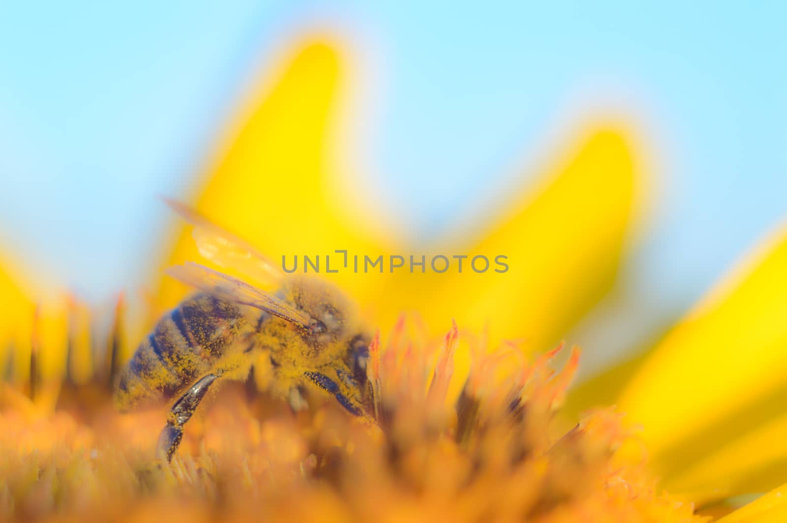 flowers as a colorful background, macro photo, nature series