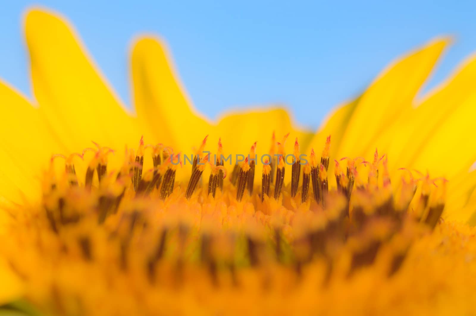 flowers as a colorful background, macro photo, nature series