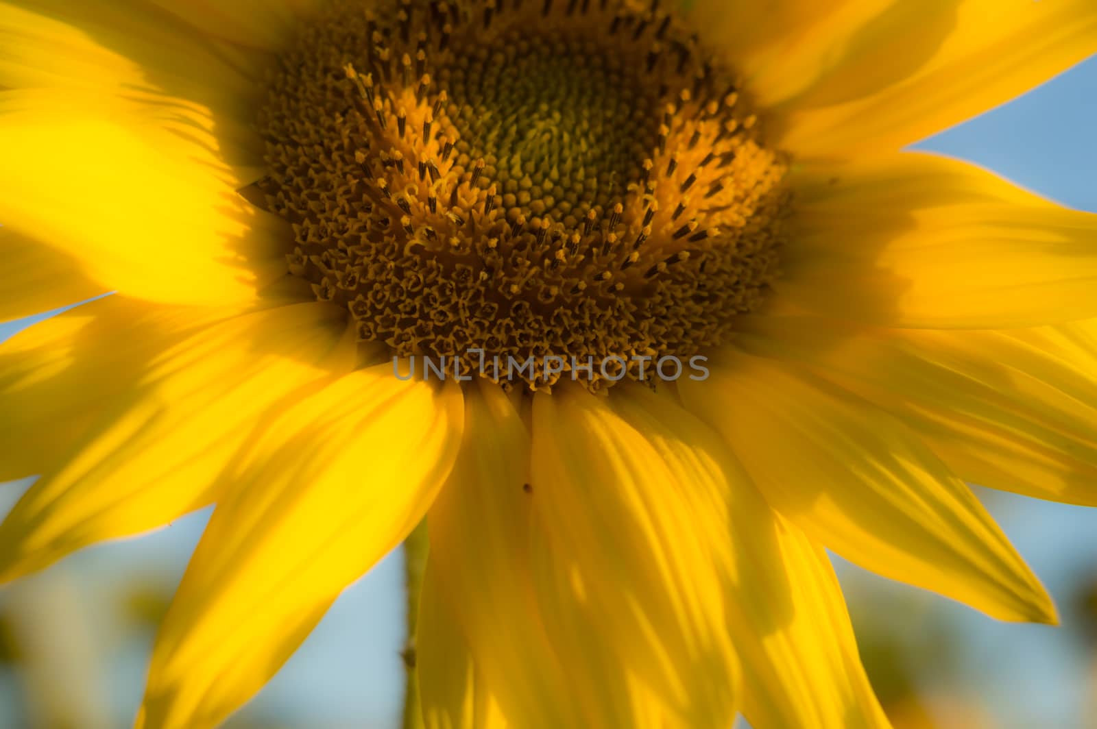 flowers as a colorful background, macro photo, nature series