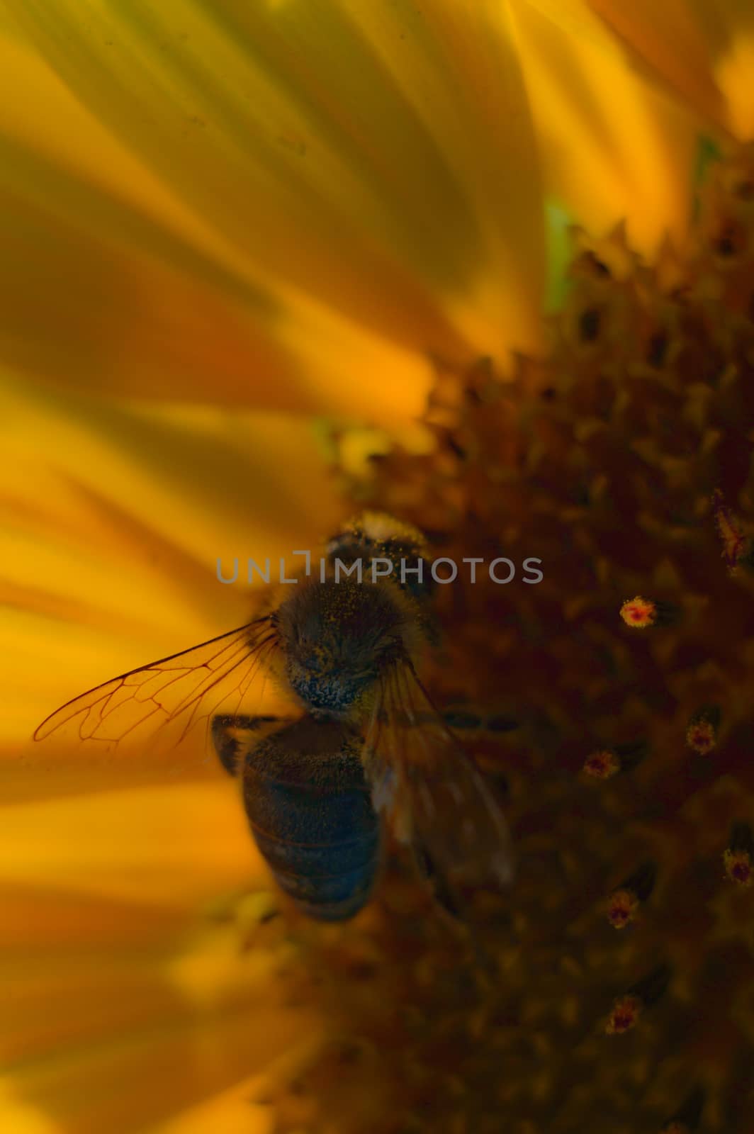flowers as a colorful background, macro photo, nature series