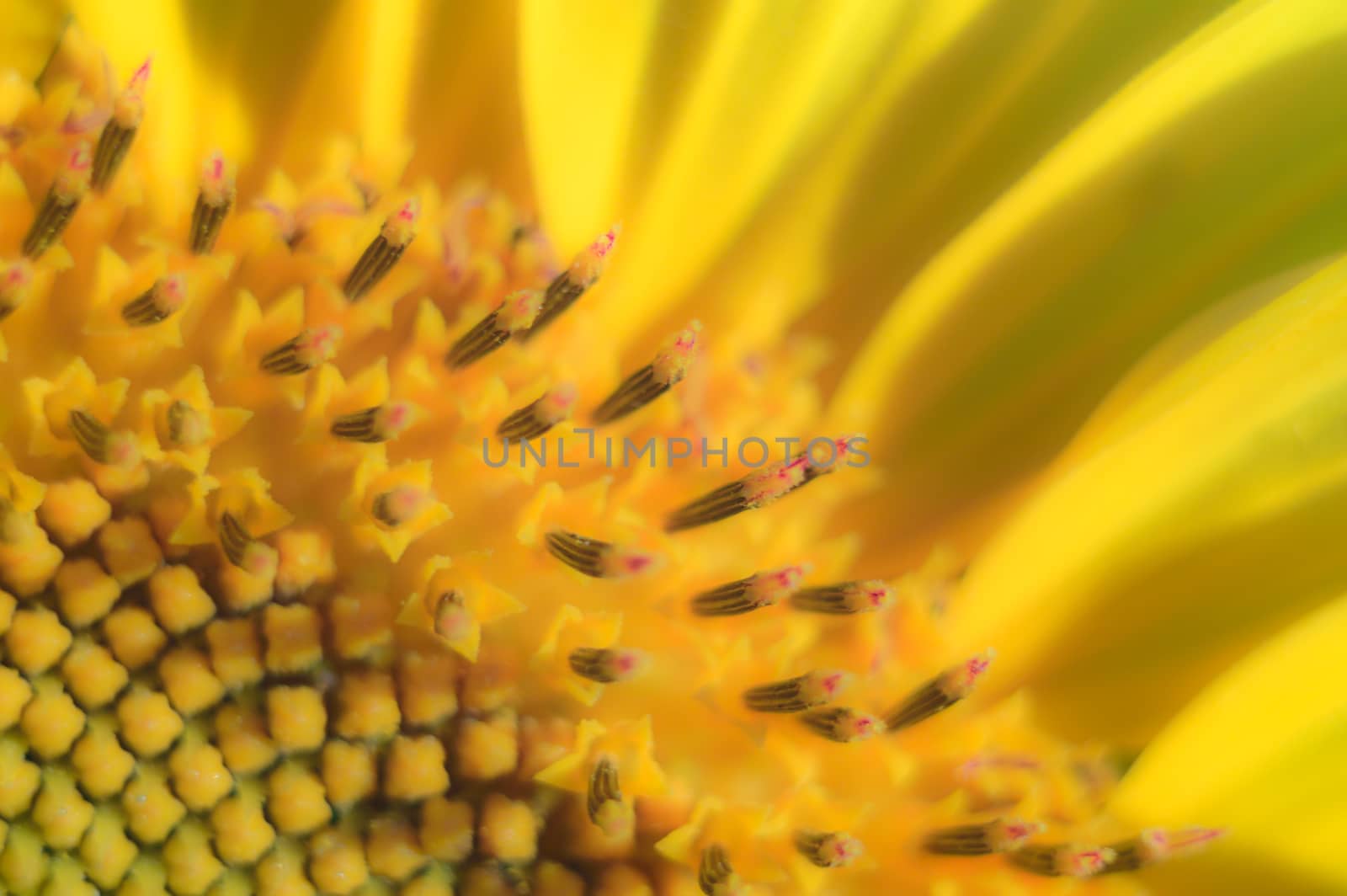 flowers as a colorful background, macro photo, nature series