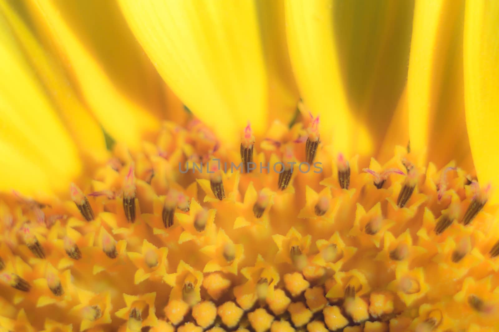 flowers as a colorful background, macro photo, nature series