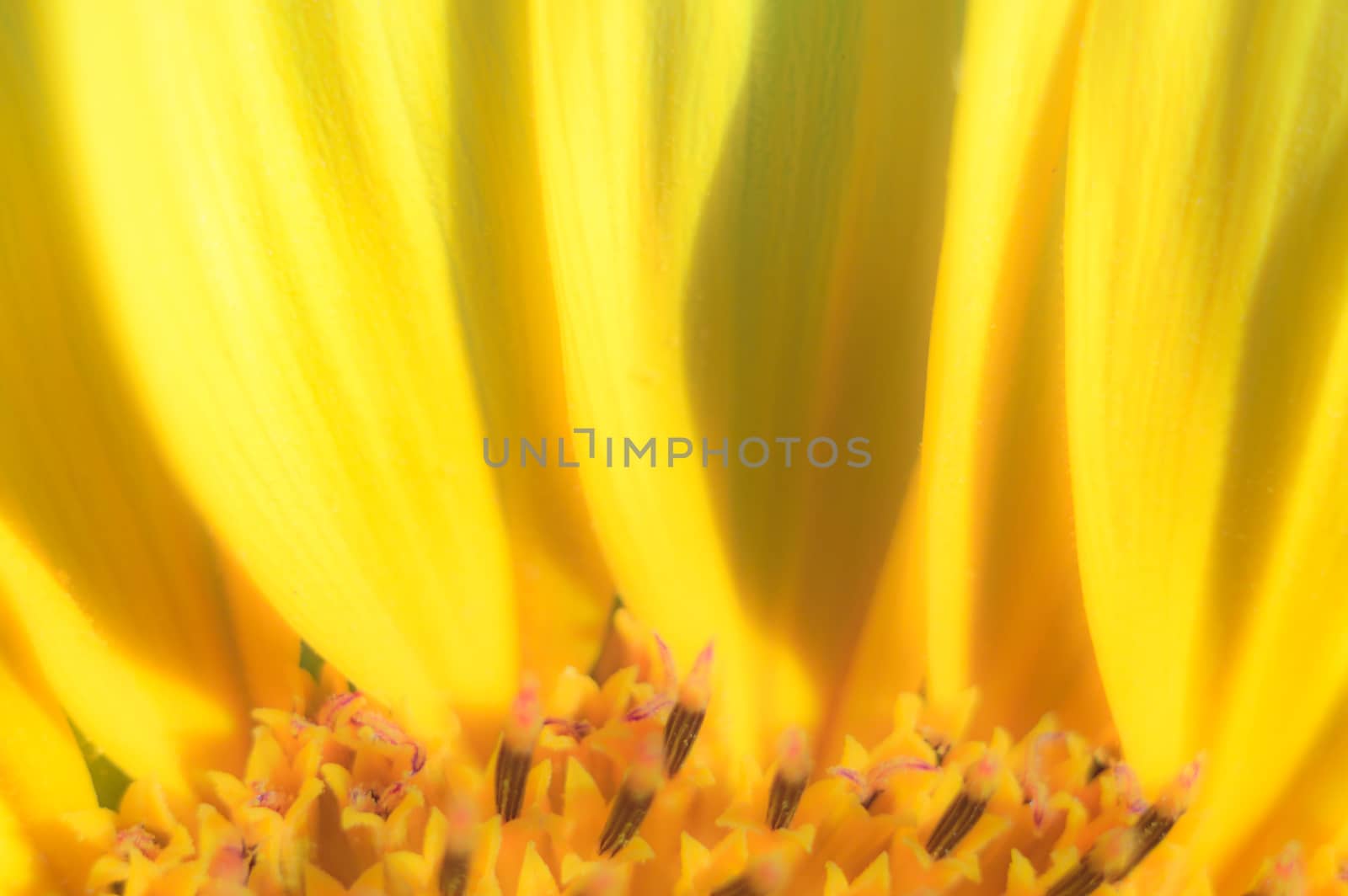 flowers as a colorful background, macro photo, nature series