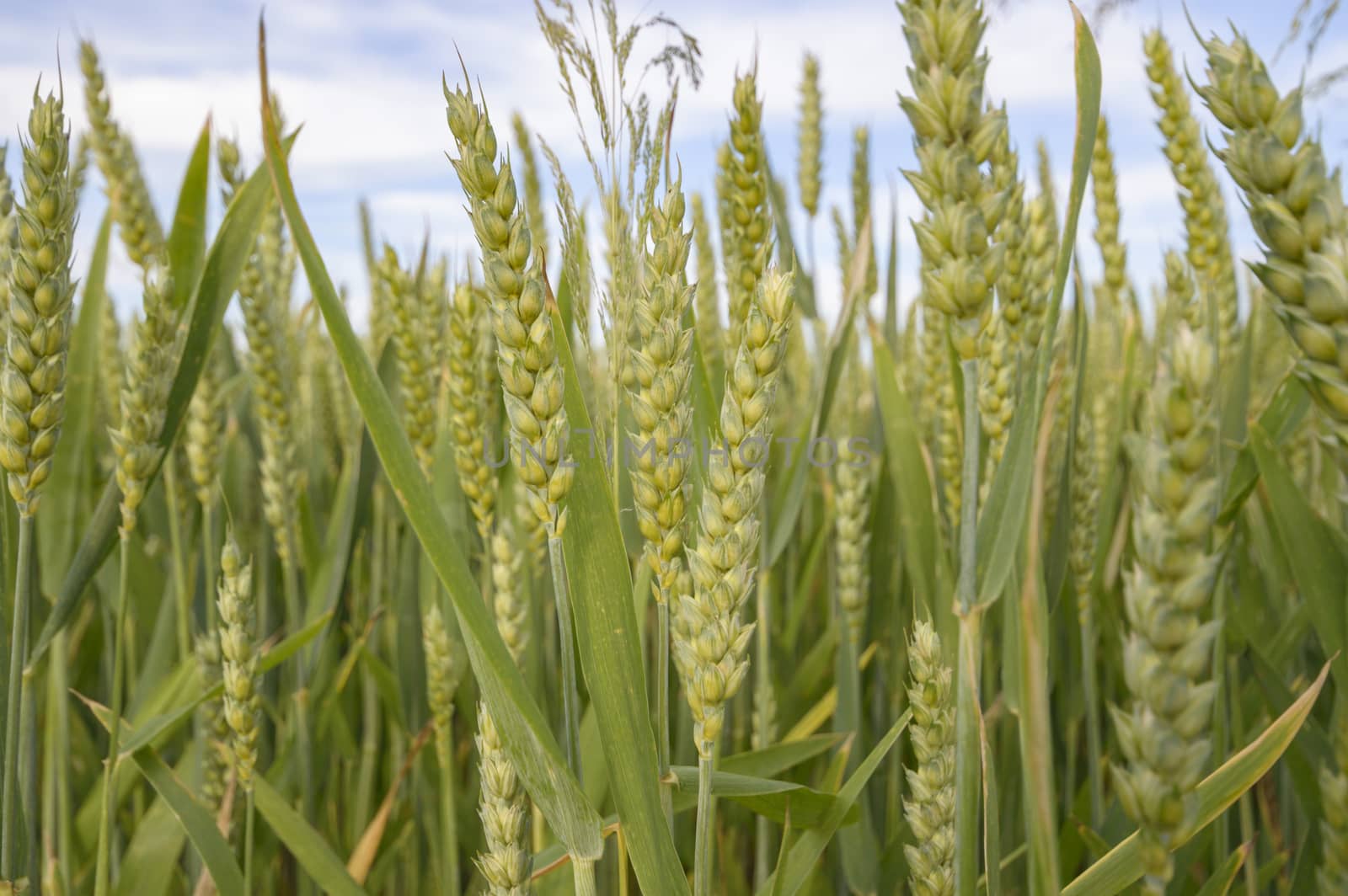 field of golden wheat and blue sky, agricultural field
