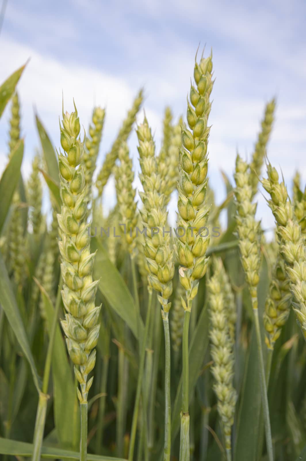 field of golden wheat and blue sky, agricultural field