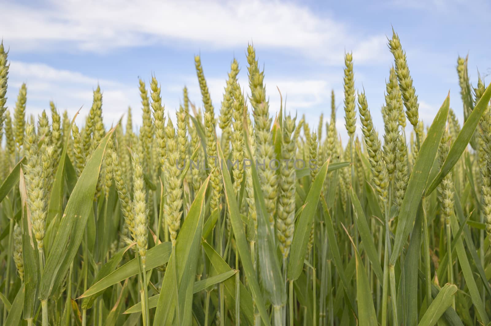 field of golden wheat and blue sky, agricultural field