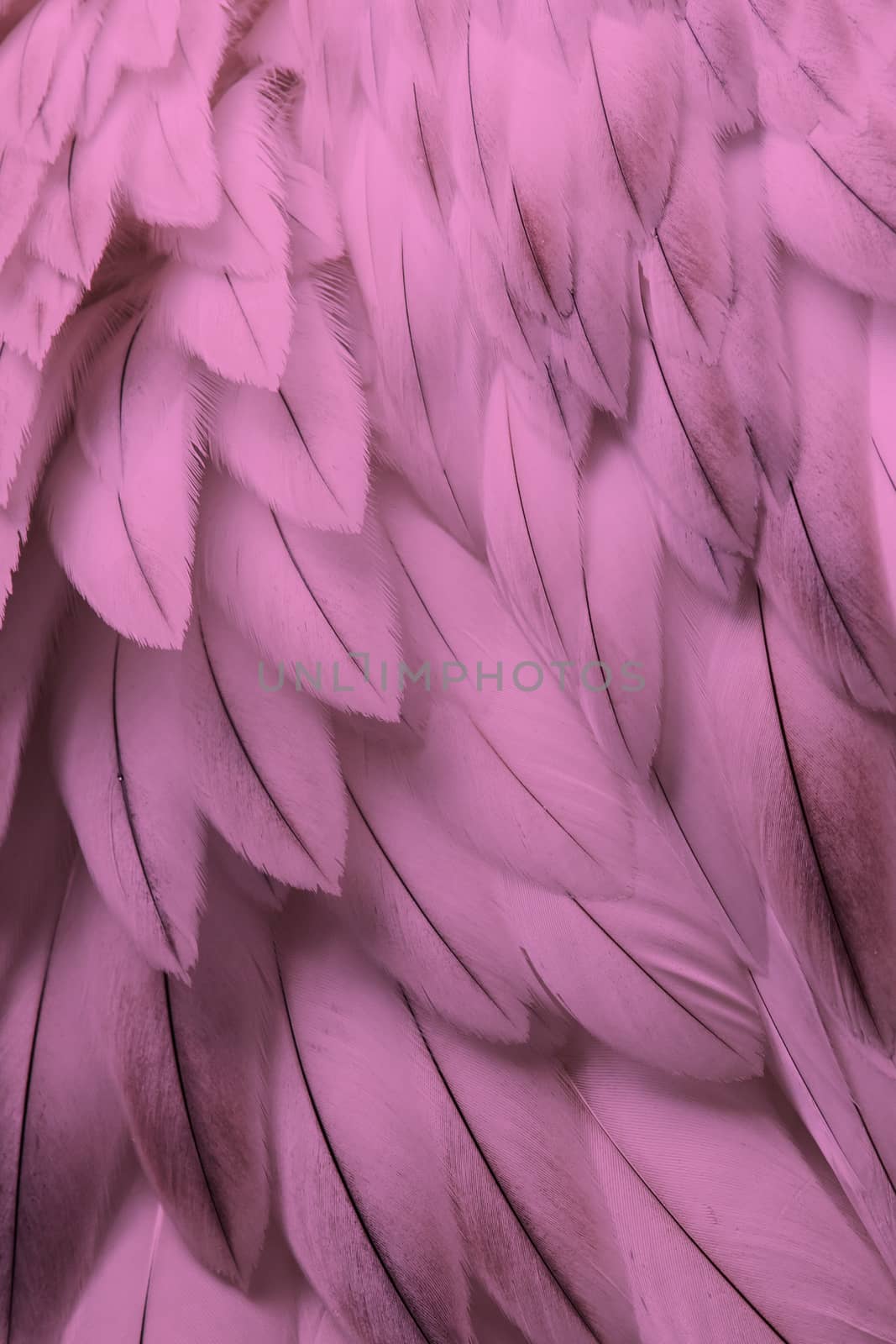 Pink fluffy feather closeup by michaklootwijk