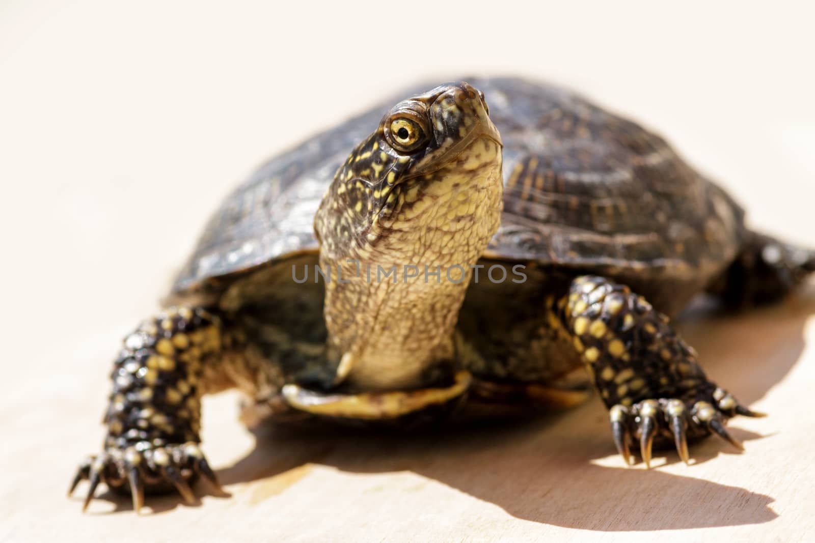 Tortoise climbed out of the shell and crawled along an even surface. Close-up, focus on head.
