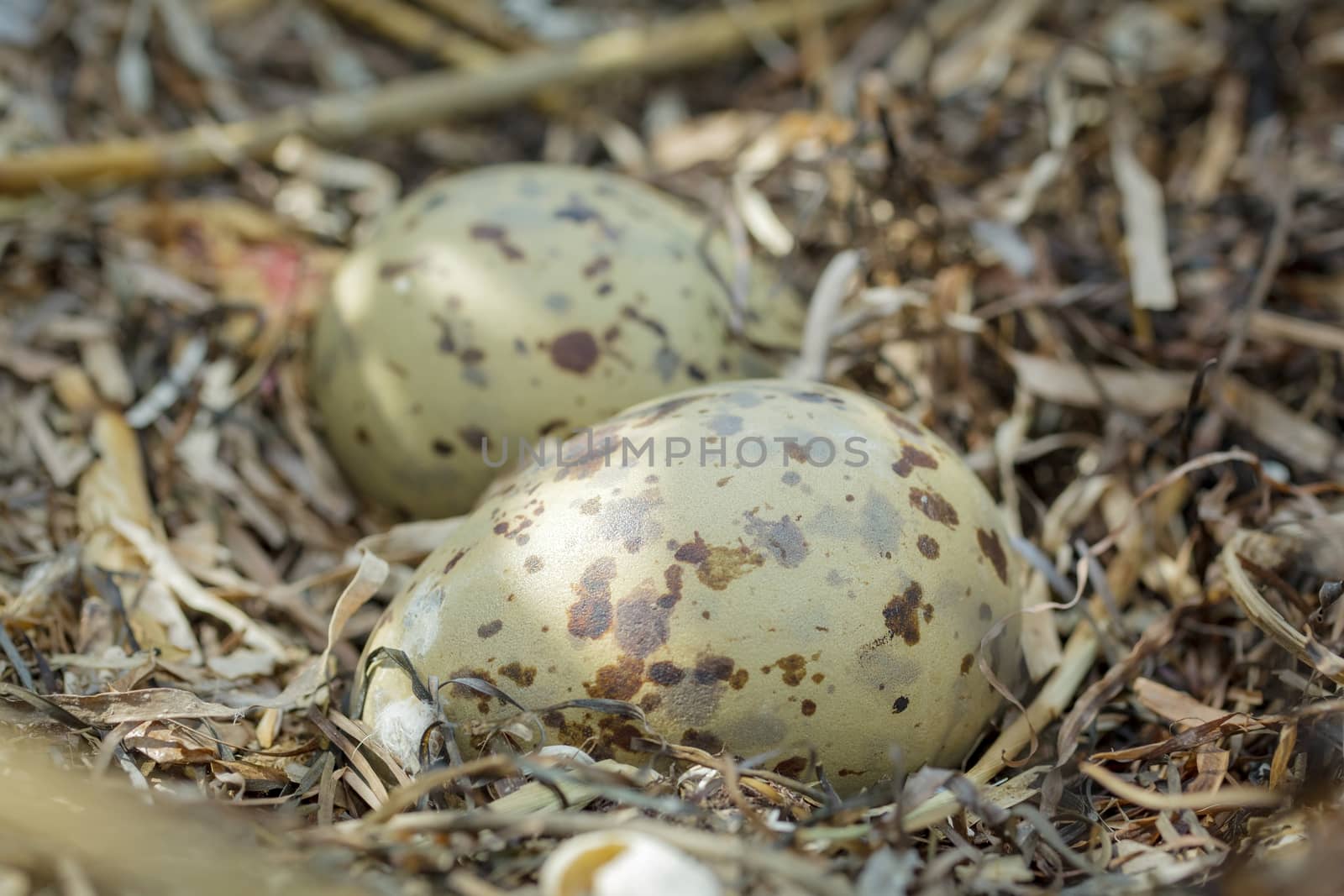 Colorful gull eggs in a nest, close-up by fogen