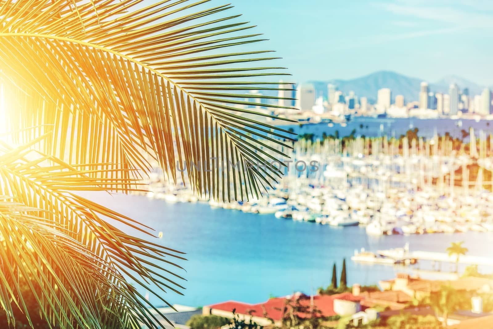 Soul of Souther California. Californian Concept with Palm Tree and San Diego Marina in the Background. Sunshine State.