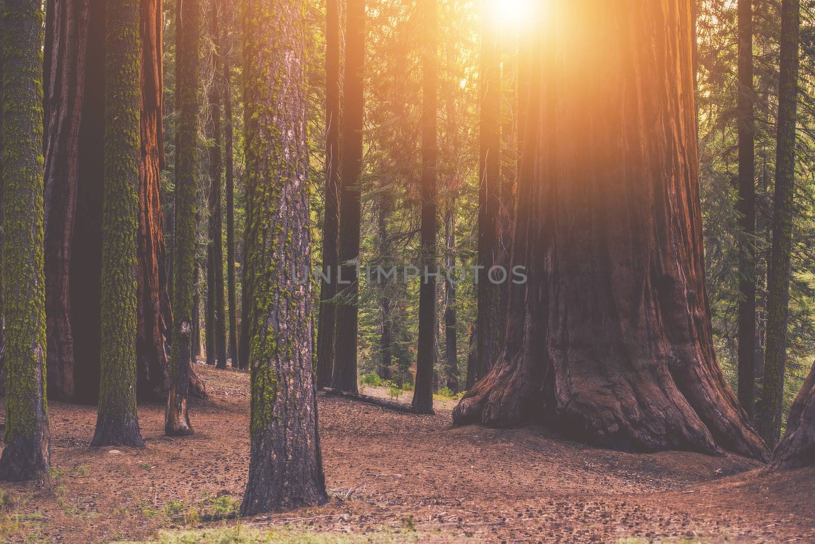 Giant Sequoia Forest Place. Sunset in the Californian Sierra Nevada Mountains.