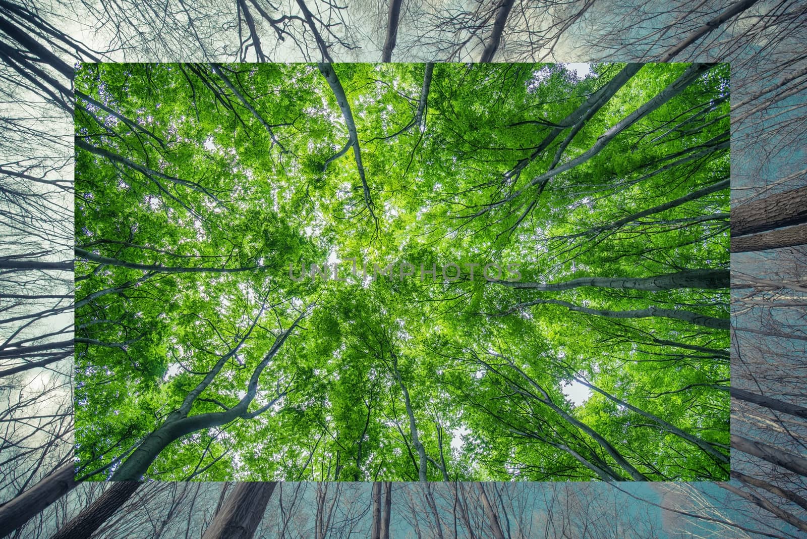Winter to Spring Change Nature Concept Photo Background.