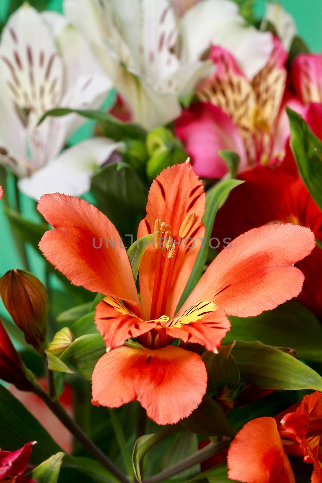 Beautiful bouquet of red and white Alstroemeria