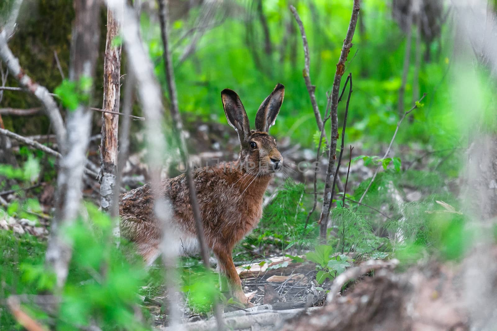 European Hare Feeding on Grass in a Spring Day