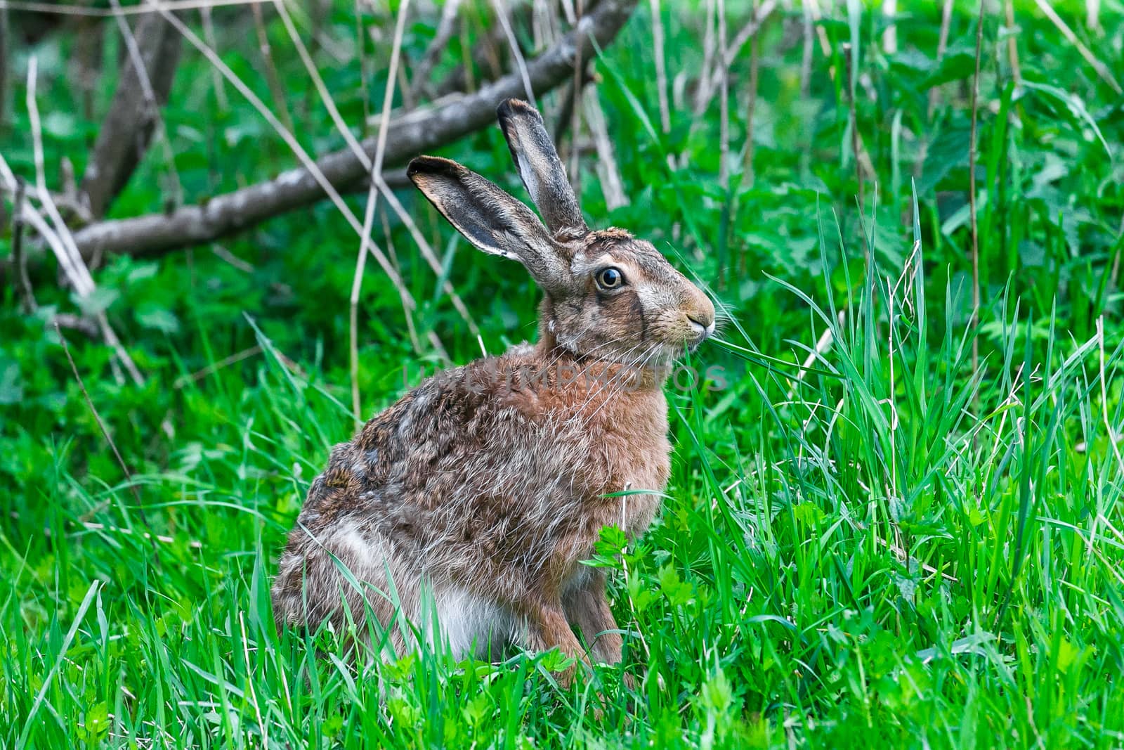 European Hare Feeding on Grass in a Spring Day