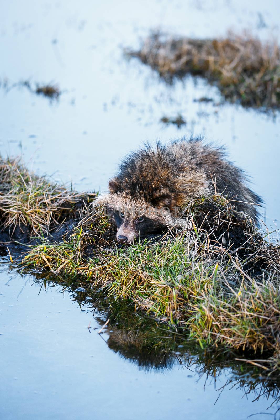 Raccoon Dog on a Hummock on a Swamp by Multipedia