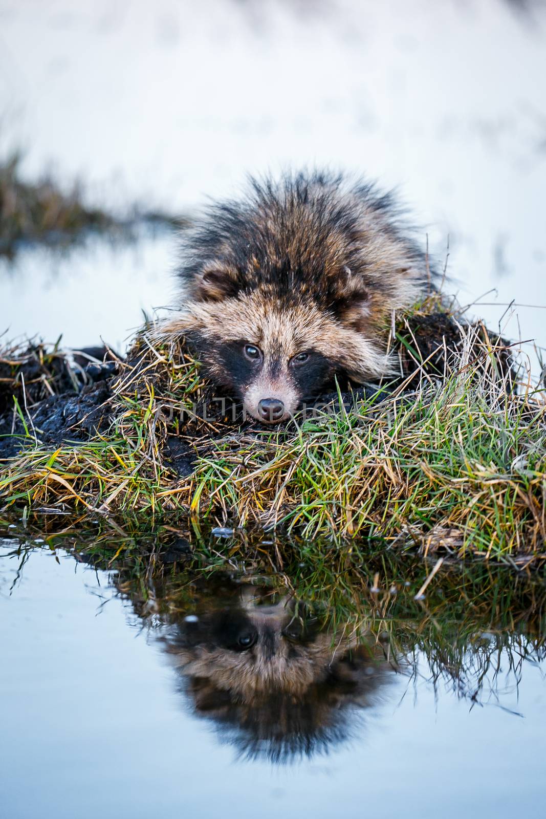 Raccoon Dog (Nyctereutes procyonoides) is
 Swimming in the swamp and sitting on a hummock