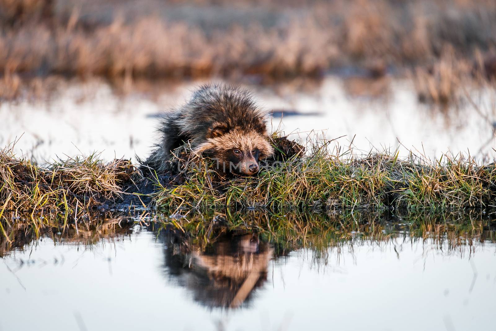 Raccoon Dog (Nyctereutes procyonoides) is
 Swimming in the swamp and sitting on a hummock