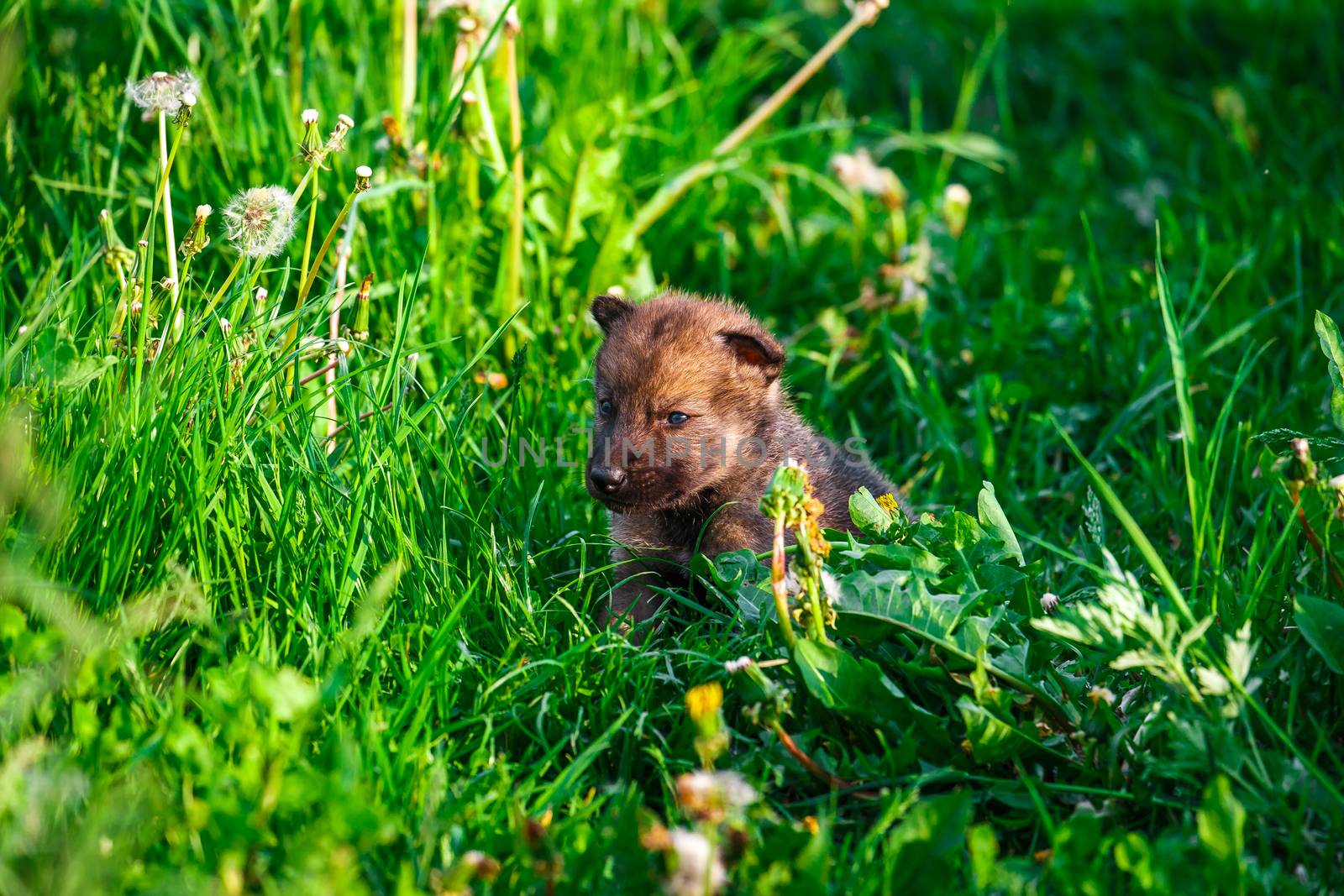 Gray Wolf Cubs in a Grass by Multipedia