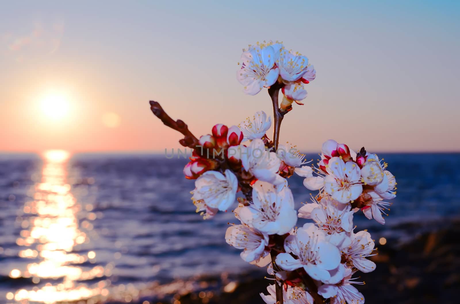 Cherry blossoms against the blue sky background