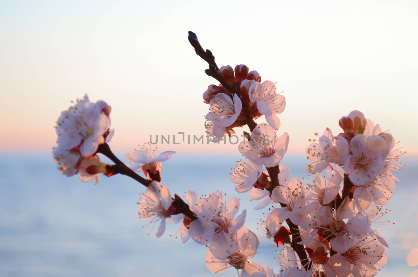 Cherry blossoms against the blue sky background