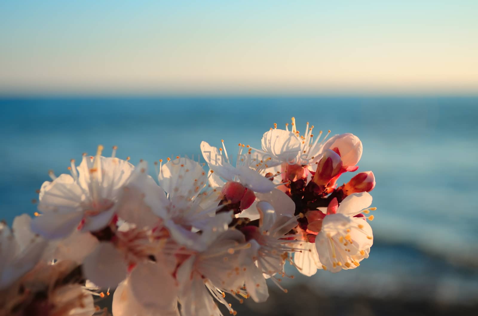 Cherry blossoms against the sea by lindamka