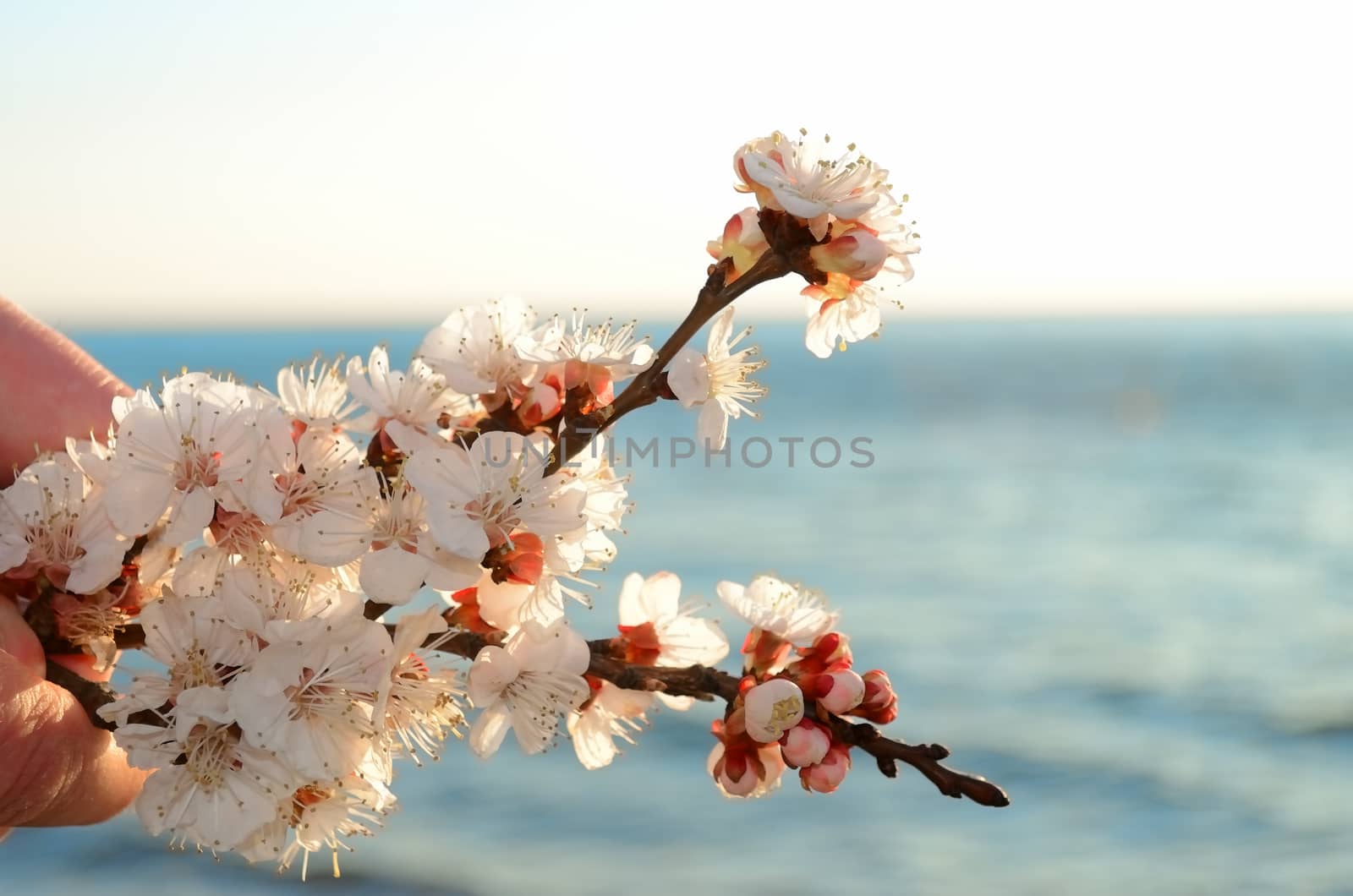 Cherry blossoms against the blue sky background