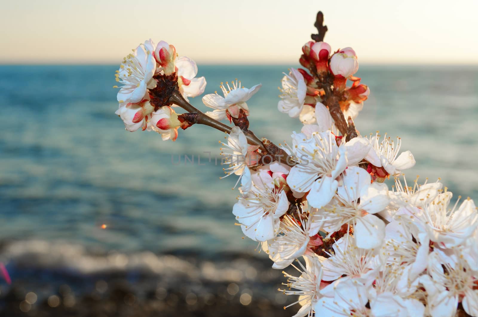 Cherry blossoms against the blue sky background