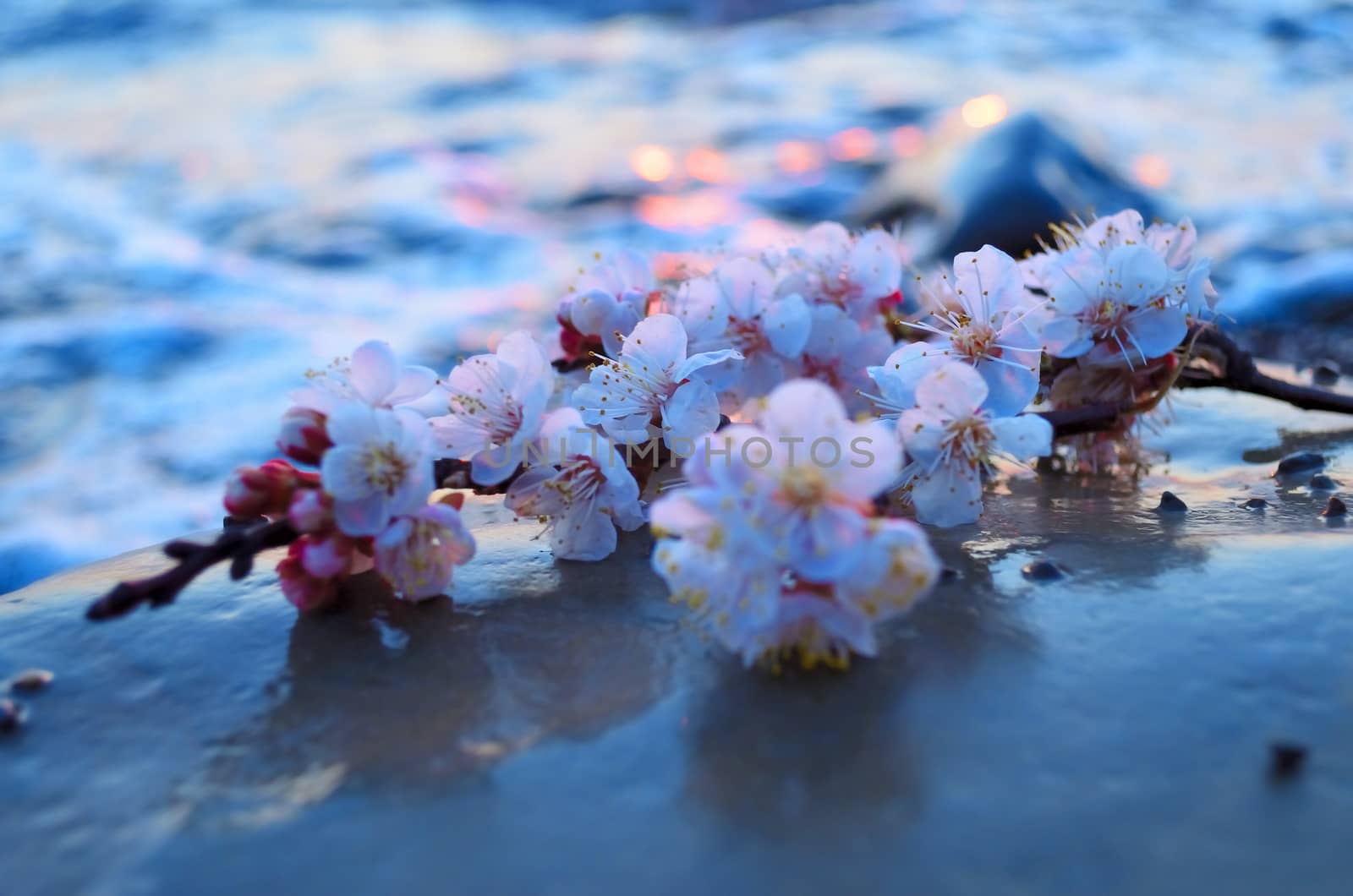 Cherry blossoms against the sea by lindamka