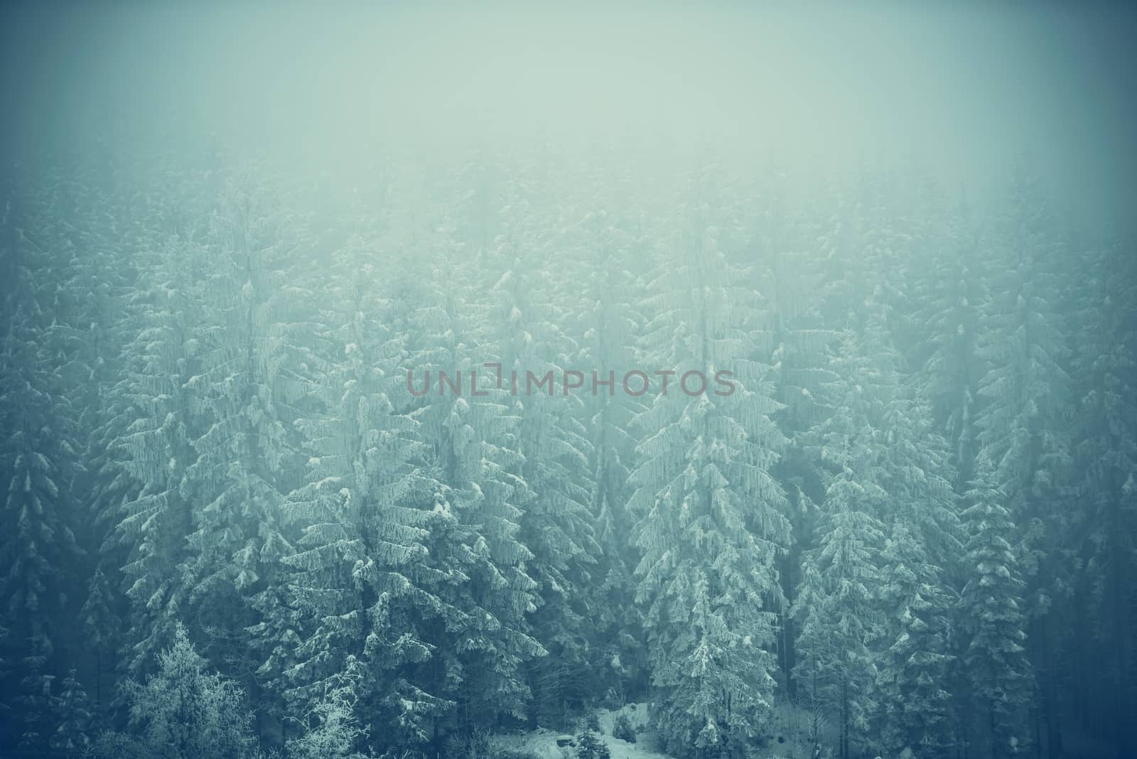Frozen Forest Landscape Covered by Fog. Nature Photo Background. Winter Season Backdrop.