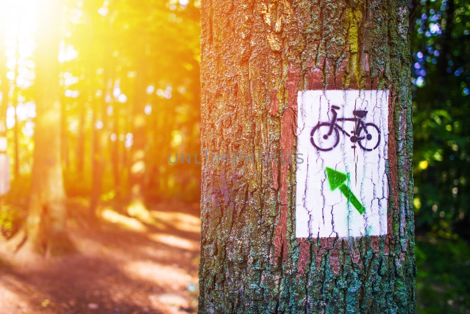 Forest Bike Trail Painted Sign on the Large Tree. Summer Recreation. Biking Theme.