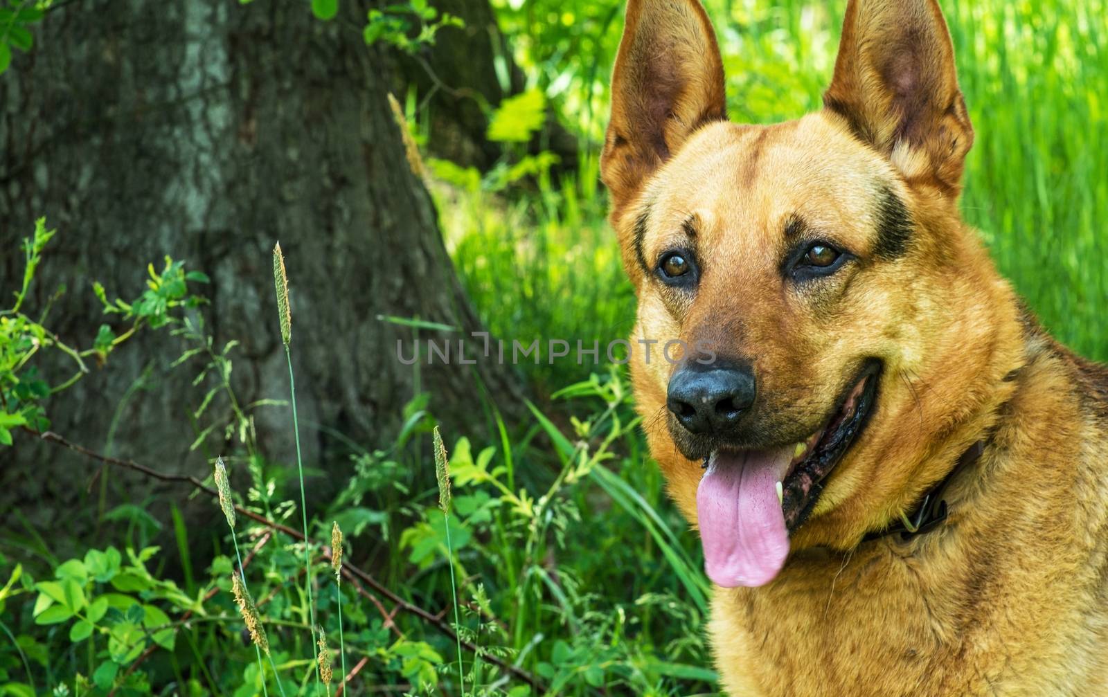 German Shepherd Portrait by welcomia