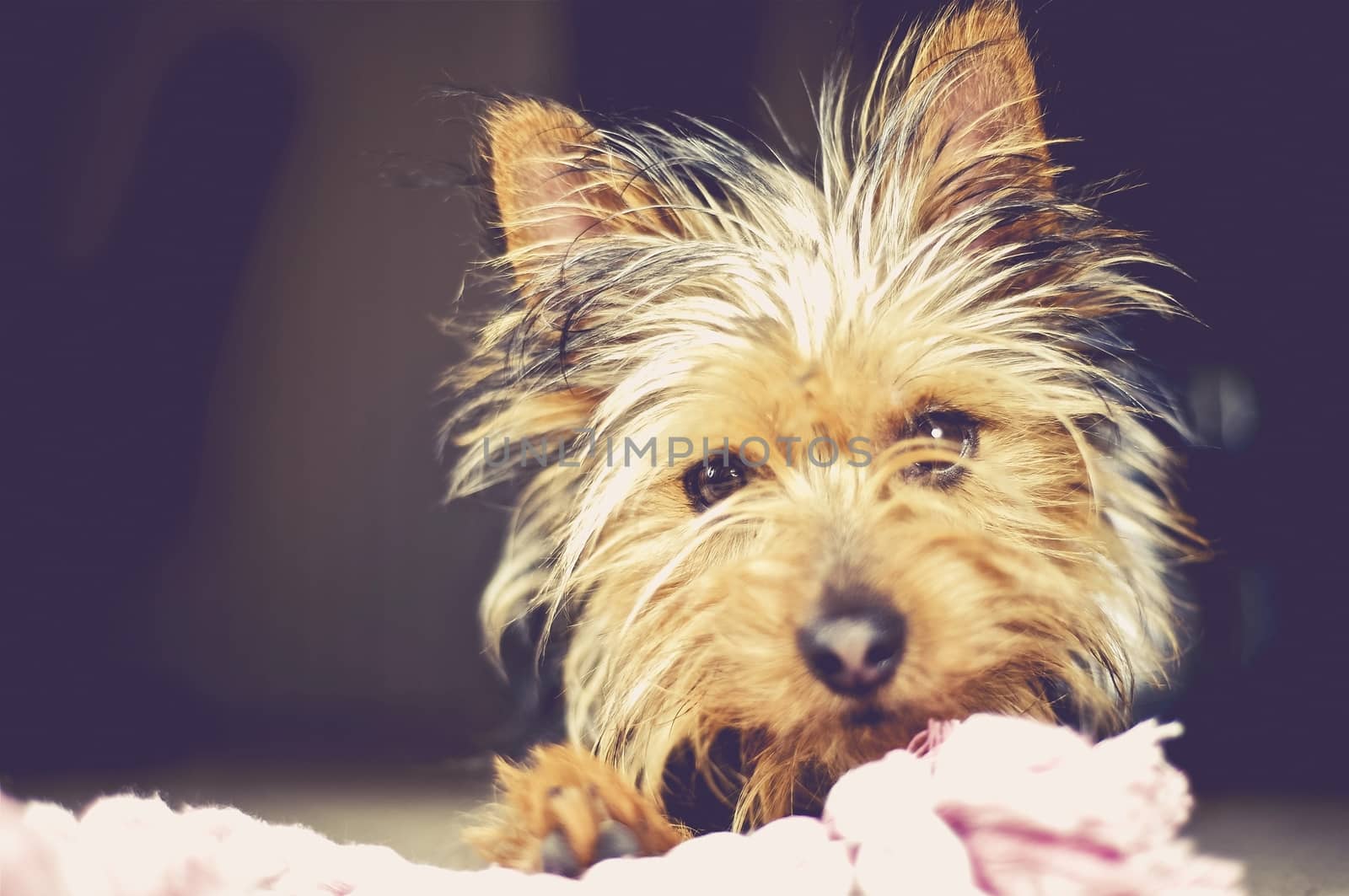 Puppy Terrier Dog Playing with Toy. Closeup Photo. Furry Puppy.