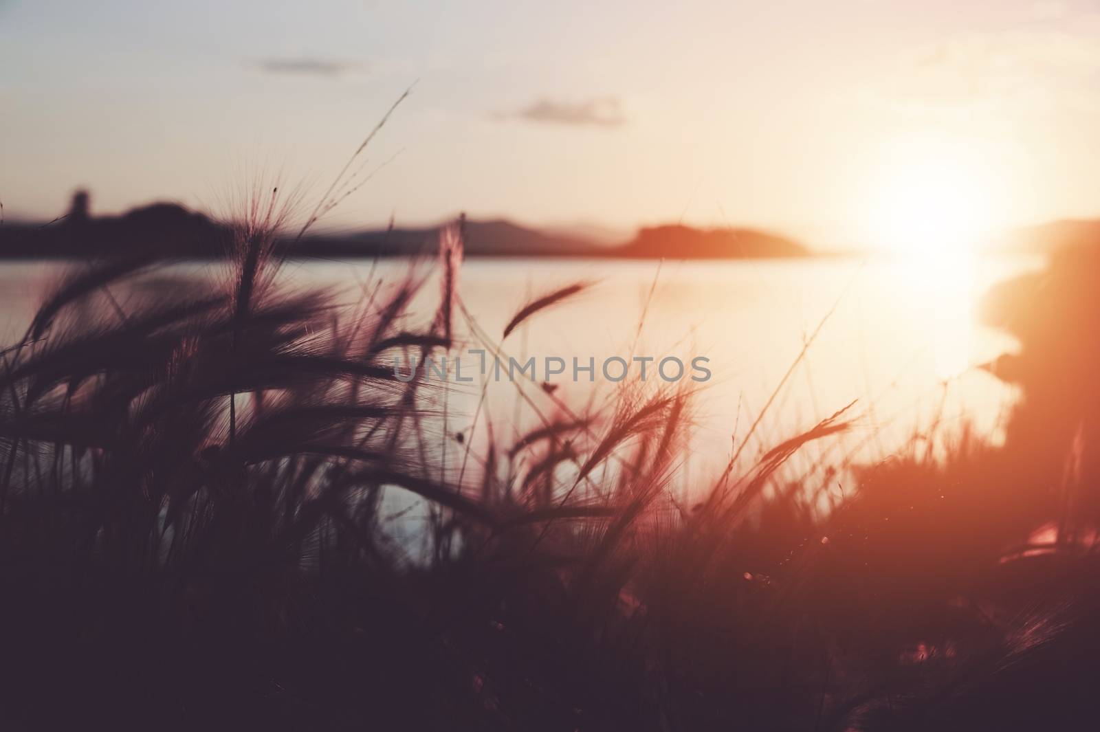 Scenic Lake Sunset and the Swinging Grass. Nature Photo Background.