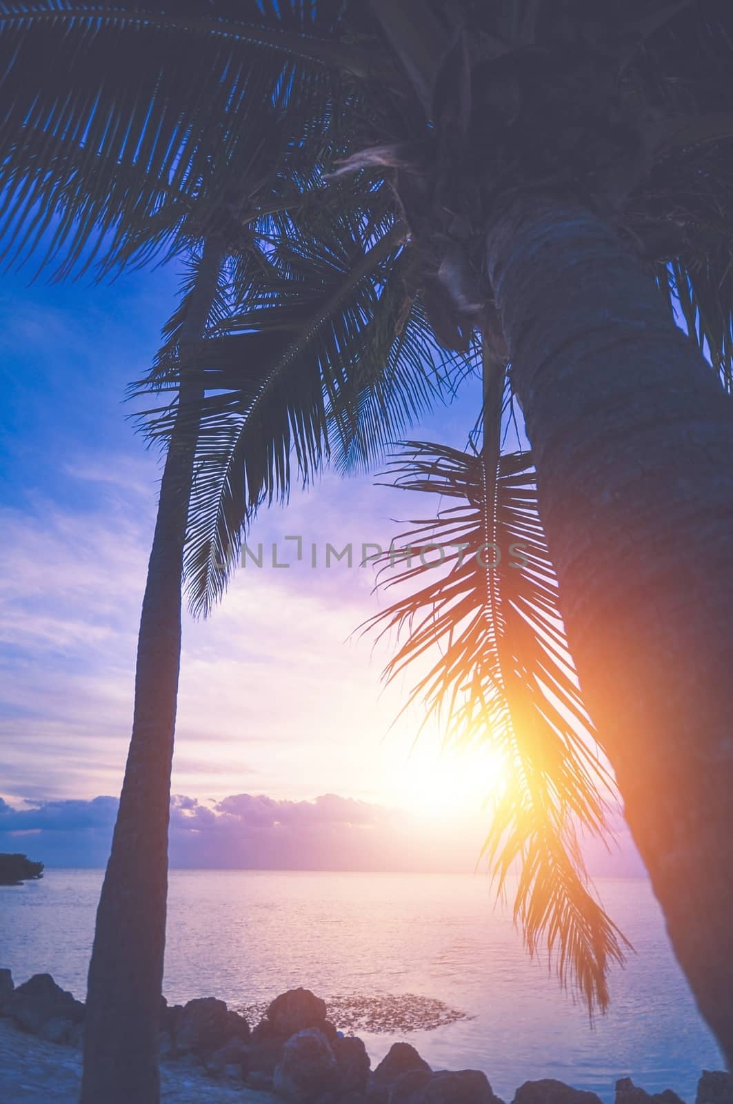 Tropical Vacation Sunrise. Beautiful Sunrise Scenery on the Sandy Palm Beach. Vertical Photo.